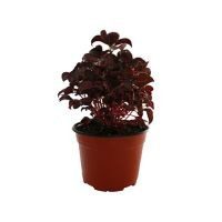 Planta amaranto