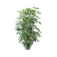 Planta aralea scheflera