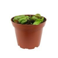 Planta carnivora venus atrapamoscas