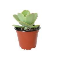 Planta crasulácea aeonium castello