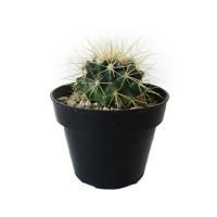 Planta cactus bola de oro