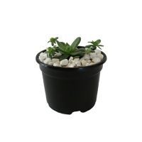 Planta crasulácea prolífica