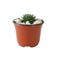 Planta crasulácea setosa variedad mínima