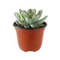 Planta crasulácea pulidonis