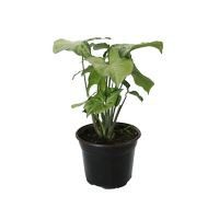 Planta singonio
