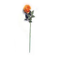 Rosa Cabbage aterciopelada naranja