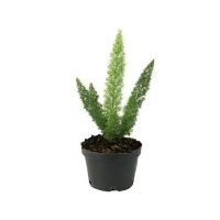 Planta esparrago cola de zorro
