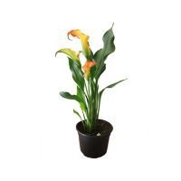 Planta natural alcatraz de color(cala lily) m6"