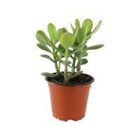 Planta crasulácea ovata