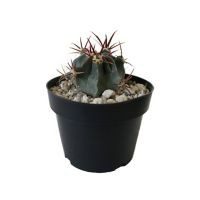 Planta cactus gymnocalycium mihanovichii