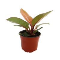 Planta philodendron orange